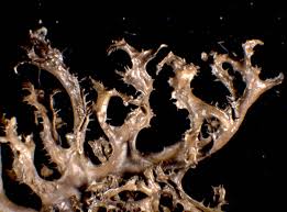 Attēlu rezultāti vaicājumam “Cetraria ericetorum”