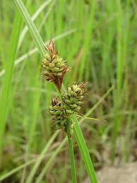 Attēlu rezultāti vaicājumam “Carex buxbaumii”