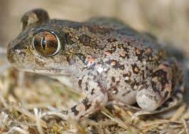 Attēlu rezultāti vaicājumam “Pelobates fuscus”