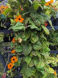 Image result for Thunbergia alata