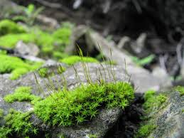 Attēlu rezultāti vaicājumam “Amblystegium serpens sporophyte”