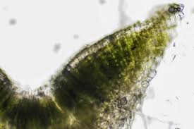 Attēlu rezultāti vaicājumam “Riccia sorocarpa macro”