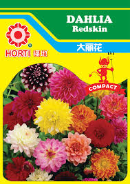 Image result for Dahlia `Red Skin`