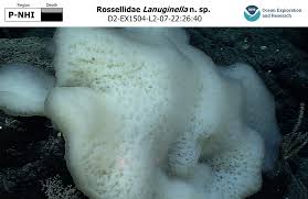 Attēlu rezultāti vaicājumam “Rhopalus maculatus imago”