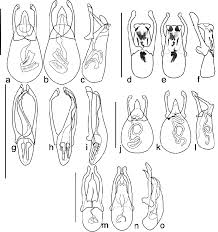Attēlu rezultāti vaicājumam “Scaphisoma sp.”