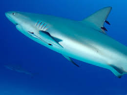 Image result for Carcharhinus perezii