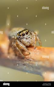 Attēlu rezultāti vaicājumam “Evarcha falcata”