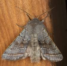 Attēlu rezultāti vaicājumam “Orthosia opima”