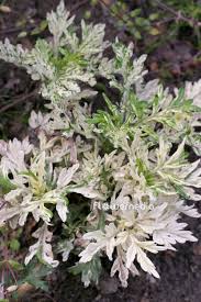 Attēlu rezultāti vaicājumam “Artemisia vulgaris flower”