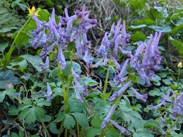 Attēlu rezultāti vaicājumam “Corydalis solida leaf”