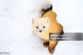 Attēlu rezultāti vaicājumam “Martes”