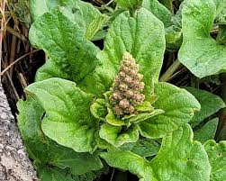 Attēlu rezultāti vaicājumam “Chenopodium bonus-henricus leaf”