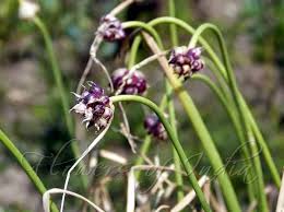 Attēlu rezultāti vaicājumam “Allium sativum”