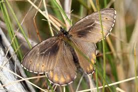 Attēlu rezultāti vaicājumam “Oeneis jutta”