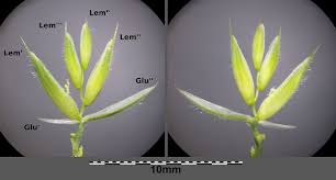Attēlu rezultāti vaicājumam “Dactylis glomerata subsp. glomerata”