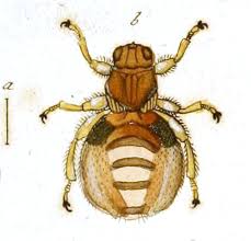 Attēlu rezultāti vaicājumam “Lipoptena cervi”