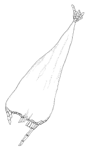 Attēlu rezultāti vaicājumam “Plagiothecium latebricola”