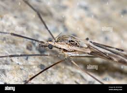 Attēlu rezultāti vaicājumam “Tipulidae male”