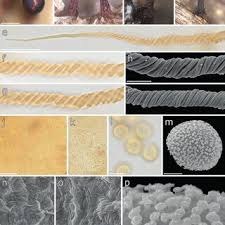 Attēlu rezultāti vaicājumam “Trichia ambigua stalked”