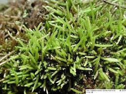 Attēlu rezultāti vaicājumam “Myurella julacea”