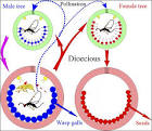 Life_cycle_dioecious_species