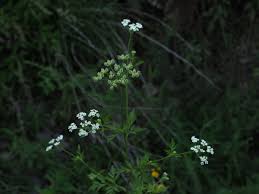 Attēlu rezultāti vaicājumam “Torilis japonica”