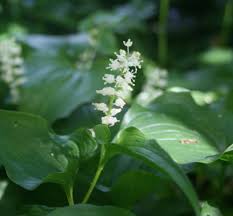 Attēlu rezultāti vaicājumam “Maianthemum bifolium flower”
