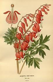 Image result for tränendes Herz