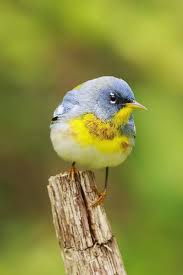 Image result for Parula americana