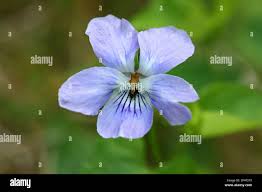 Attēlu rezultāti vaicājumam “Viola riviniana flower”