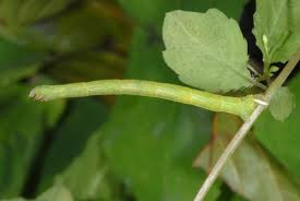 Attēlu rezultāti vaicājumam “Ecliptopera silaceata”