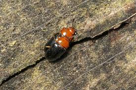 Attēlu rezultāti vaicājumam “Triplax russica”