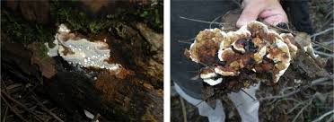 Attēlu rezultāti vaicājumam “Heterobasidion annosum”