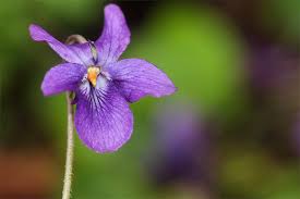 Image result for Veilchen