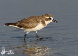 Image result for Charadrius mongolus