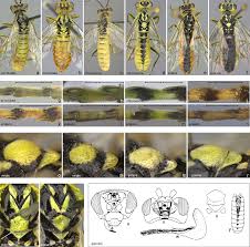 Attēlu rezultāti vaicājumam “Rhogogaster viridis”