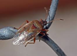 Attēlu rezultāti vaicājumam “Kleidocerys resedae imago”