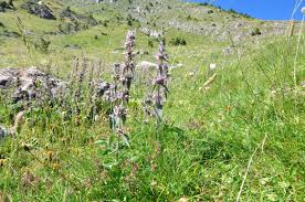 Attēlu rezultāti vaicājumam “Carcharodus floccifera upperside”