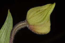 Attēlu rezultāti vaicājumam “Epipactis palustris bud”