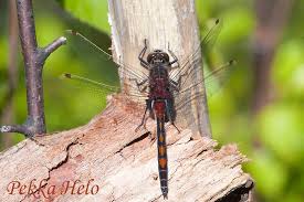 Attēlu rezultāti vaicājumam “Leucorrhinia rubicunda male”