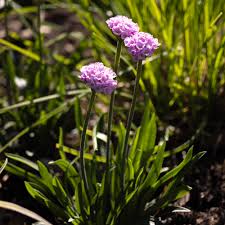 Attēlu rezultāti vaicājumam “Armeria vulgaris bud”