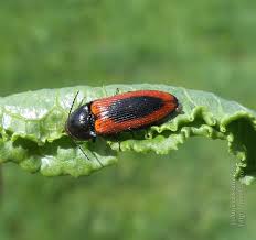 Attēlu rezultāti vaicājumam “Ampedus sanguinolentus”