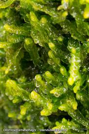 Attēlu rezultāti vaicājumam “Odontoschisma sphagni”