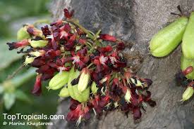 Attēlu rezultāti vaicājumam “Bilimbia tetramera”