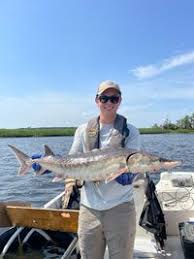 Image result for Acipenser oxyrinchus