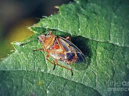 Attēlu rezultāti vaicājumam “Kleidocerys resedae”