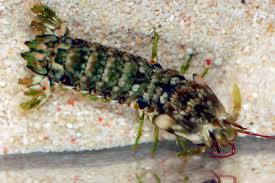 Attēlu rezultāti vaicājumam “Platyptilia gonodactyla imago”