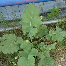 Attēlu rezultāti vaicājumam “Brassica napus”