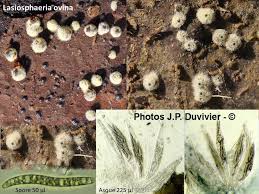 Attēlu rezultāti vaicājumam “Lasiosphaeria ovina spores”