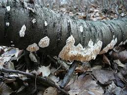 Attēlu rezultāti vaicājumam “Basidioradulum radula”